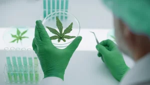 Nuevo marco regulatorio del cannabis medicinal